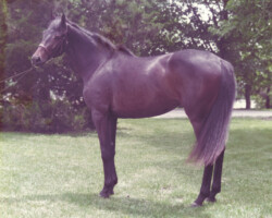 Kerrymor Lady Diana at age 2 in 1984.