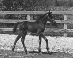 Kerrymor Lady Diana as a foal in 1982.