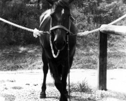 Timberlea's Easter Joy crossing her legs in the early 1980s. She did this all the time. Timberlea's Easter Joy crossing her legs in the early 1980s. She did this all the time.