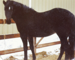 Timberlea's Easter Joy in the early 1980s. Timberlea's Easter Joy in the early 1980s.