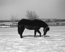 Timberlea's Easter Joy in the early 1980s. Timberlea's Easter Joy in the early 1980s.