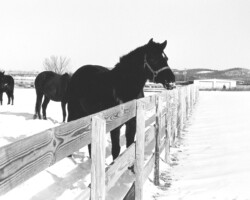 Timberlea's Easter Joy in the early 1980s. Timberlea's Easter Joy in the early 1980s.
