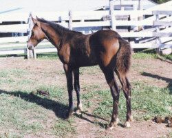 Kerrymor Finbarr in 1985.