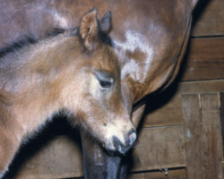 Kerrymor Finbarr in 1985. Kerrymor Finbarr in 1985.