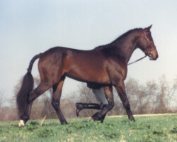 Kerrymor Finbarr around 1987. Kerrymor Finbarr around 1987.