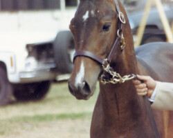 Flurry Knox around 1987. Flurry Knox around 1987.