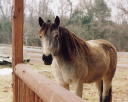 Foxglove's Gold Dust in 2005.