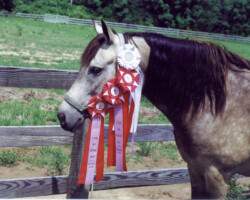 Foxglove's Gold Dust with her ribbon haul from her first USDF dressage show in 2000.