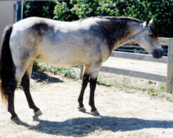 Foxglove's Gold Dust in the early 2000s.