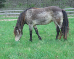 Foxglove's Gold Dust in the early 2000s.