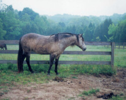 Foxglove's Gold Dust in 2001.