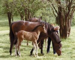 Terry McKenna peeks at Hideaway Bay's foal, Kerrymor Finbarr, in 1985 in St. Louis.