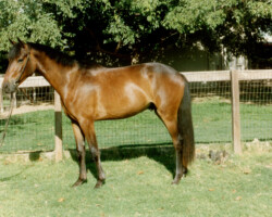 14 Karat Kerrymor at age 2 in 1989.
