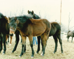 14 Karat Kerrymor as a foal in 1987. 14 Karat Kerrymor as a foal in 1987.