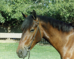 14 Karat Kerrymor at age 2 in 1989. 14 Karat Kerrymor at age 2 in 1989.