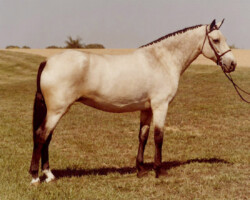 Kerry Gold in 1980 at the St. Louis National Charity Horse Show. Kerry Gold in 1980 at the St. Louis National Charity Horse Show.