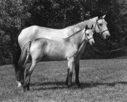 Kerry Gold with Kerrymor Texas Gold in 1980 at the St. Louis National Charity Horse Show.