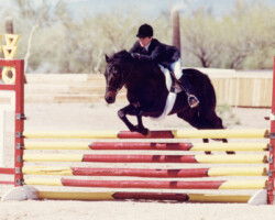 Lynfields Kiltuck, a black Connemara pony stallion, sails over a stadium jumping fence in 1990. Lynfields Kiltuck, a black Connemara pony stallion, sails over a stadium jumping fence in 1990.