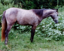 Kerrymor's Darby O'Gill at age 2 in 1998.