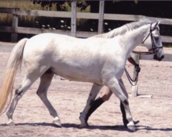Kerrymor's Darby O'Gill competes in a conformation class in 2005 at the Midwest Connemara Show.