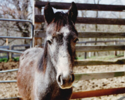 Kerrymor's Darby O'Gill as a foal in 1996.