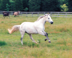 Kerrymor's Darby O'Gill runs through a pasture in 2003.