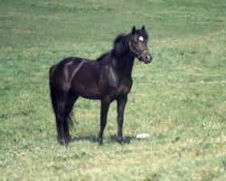 Kerrymor Madison. (Photo by Vickie J. Maris) Kerrymor Madison. (Photo by Vickie J. Maris)