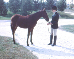 Kerrymor's Morning Mist in 1978 at the St. Louis National Charity Horse Show.