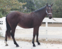 Kerrymor's Morning Mist poses at age 2 in 1980. Kerrymor's Morning Mist poses at age 2 in 1980.