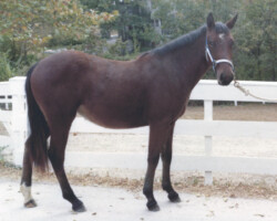 Kerrymor's Morning Mist poses at age 2 in 1980.