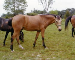 Kerrymor's Gold Nugget in the late 1970s.