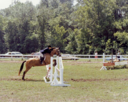 Kerrymor's Gold Nugget with Katie Dalzell in the late 1970s.