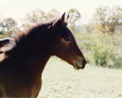 Kerrymor's Robin Hood in 1996. Kerrymor's Robin Hood in 1996.