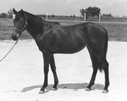 Kerrymor Teatime at age 2 in 1984. Kerrymor Teatime at age 2 in 1984.