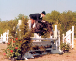 Lynfields Kiltuck, a black Connemara pony stallion, with Ted Wright in the late 1970s at Bridlespur. Lynfields Kiltuck, a black Connemara pony stallion, with Ted Wright in the late 1970s at Bridlespur.