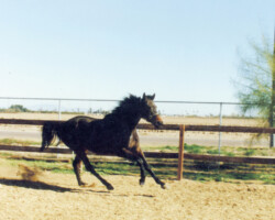 Canteloupe Island canters in the 1988.