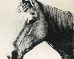 *Erinbay, born in 1951, was a Connemara mare imported to the US in the early 1950s. *Erinbay, born in 1951, was a Connemara mare imported to the US in the early 1950s.