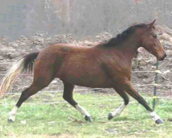 Peek-A-Boo, out of Connemara Rebecca Star by a pinto son (Windwalker) of Kaleidoscope Farm’s well-bred Oldenburg stallion, Weltstern. Peek-A-Boo, out of Connemara Rebecca Star by a pinto son (Windwalker) of Kaleidoscope Farm’s well-bred Oldenburg stallion, Weltstern.