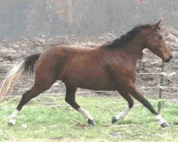 Peek-A-Boo, out of Connemara Rebecca Star by a pinto son (Windwalker) of Kaleidoscope Farm’s well-bred Oldenburg stallion, Weltstern. Peek-A-Boo, out of Connemara Rebecca Star by a pinto son (Windwalker) of Kaleidoscope Farm’s well-bred Oldenburg stallion, Weltstern.