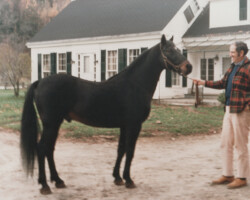 Connemara stallion *Texas Hope with Jim Bailey in 1975 at Lynfields Farm in Vermont. Connemara stallion *Texas Hope with Jim Bailey in 1975 at Lynfields Farm in Vermont.