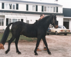 Connemara stallion *Texas Hope with Jim Bailey in 1975 at Lynfields Farm in Vermont. Connemara stallion *Texas Hope with Jim Bailey in 1975 at Lynfields Farm in Vermont.