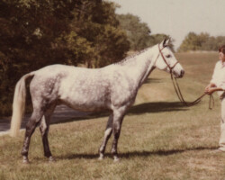Gilnocky Carousel and Susan Baginski in 1981 at the St. Louis National Charity Horse Show. Gilnocky Carousel and Susan Baginski in 1981 at the St. Louis National Charity Horse Show.