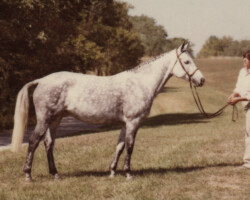 Gilnocky Carousel and Susan Baginski in 1981 at the St. Louis National Charity Horse Show. Gilnocky Carousel and Susan Baginski in 1981 at the St. Louis National Charity Horse Show.