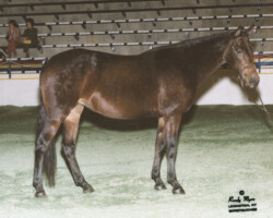 Hideaway Bay in 1981 at the St. Louis National Charity Horse Show. Hideaway Bay in 1981 at the St. Louis National Charity Horse Show.