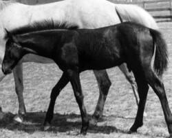 Kerrymor Top Secret in 1981. Kerrymor Top Secret in 1981.