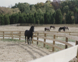 Lynfields Kiltuck, a black Connemara stallion, with his herd in 1997 at Kerrymor Farm. Lynfields Kiltuck, a black Connemara stallion, with his herd in 1997 at Kerrymor Farm.