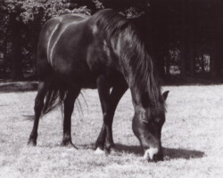 Lynfields Kylemore grazing. Lynfields Kylemore grazing.