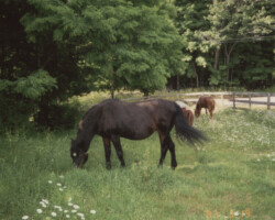 Lynfields Kylemore grazing. Lynfields Kylemore grazing.