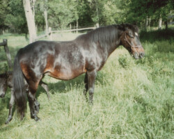 Lynfields Kylemore grazing with foal. Lynfields Kylemore grazing with foal.