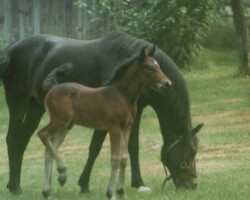 Lynfields Kylemore grazing with foal. Lynfields Kylemore grazing with foal.
